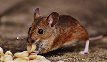 24 Hour & Emergency Exterminators in Annsville, NY